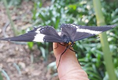 Siproeta epaphus trayja