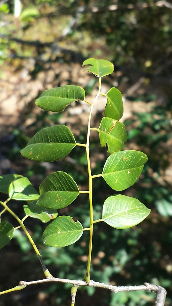 Dalbergia hildebrandtii