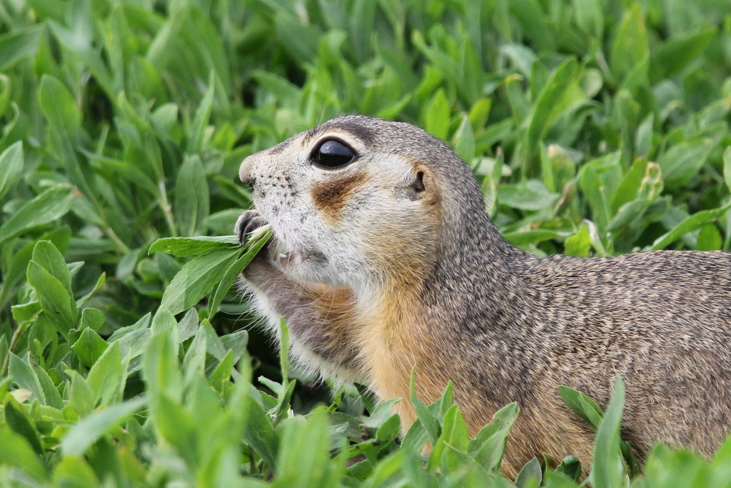 Red-cheeked Ground Squirrel