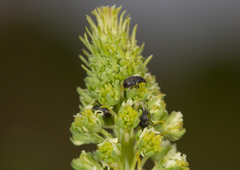 Bruchela suturalis