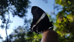 Siproeta epaphus trayja