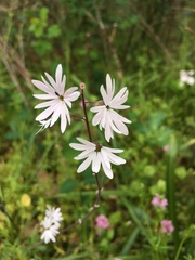 Lithophragma parviflorum