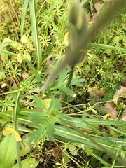 Lithophragma parviflorum