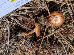 Pholiota highlandensis