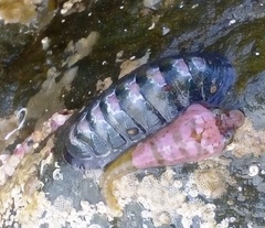 Ischnochiton maorianus