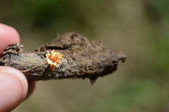 Xylaria flabelliformis