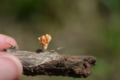 Xylaria flabelliformis
