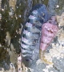 Ischnochiton maorianus