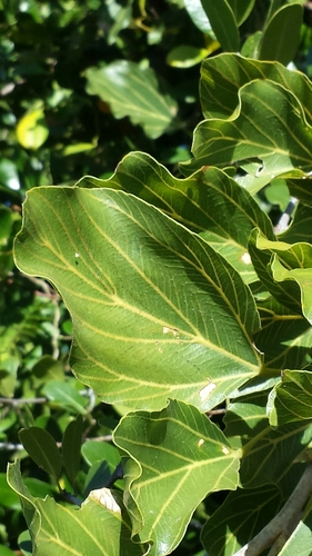 Rhopalocarpus triplinervius image