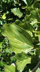 Image of Rhopalocarpus triplinervius
