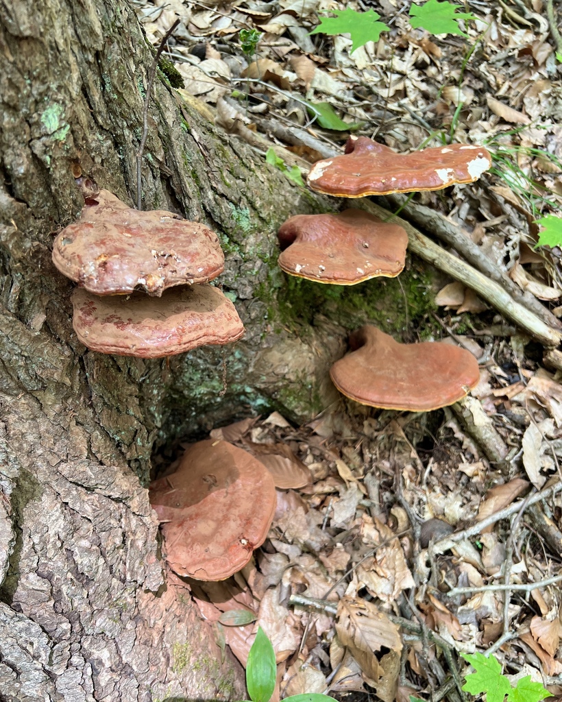 Ganoderma sessile from N Country Trail, Pennsylvania, USA on June 7 ...