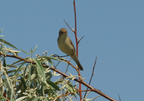 Zarcero pálido (Iduna pallida)