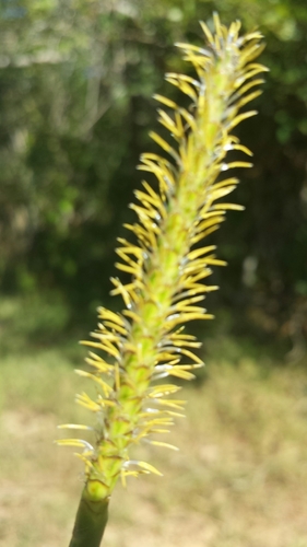 Eleocharis interstincta image