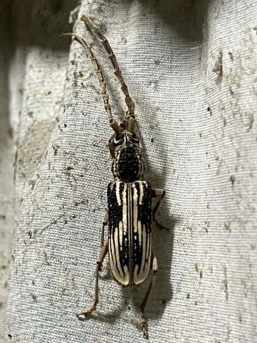 Xoanodera striata, 2024-06-09