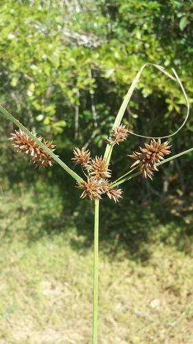 Mariscus ligularis image