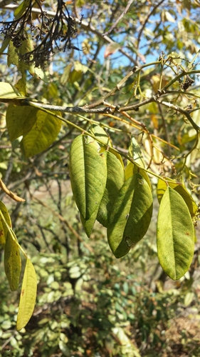 Dalbergia hildebrandtii