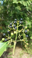Coptosperma