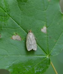 Psilocorsis reflexella