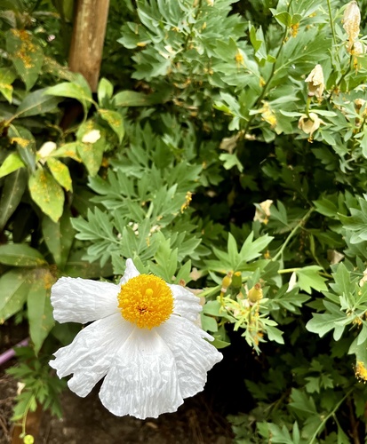 iNaturalist observation photo of Matilija poppies