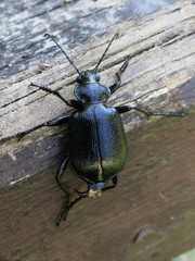 Calosoma inquisitor