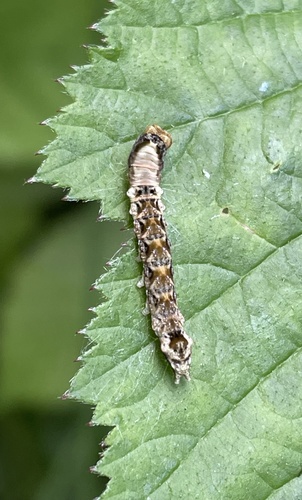 Peach Blossom Moth, Sportpark Staddijk Noord, Nijmegen, Gelderland, NL, photo 9 of 10