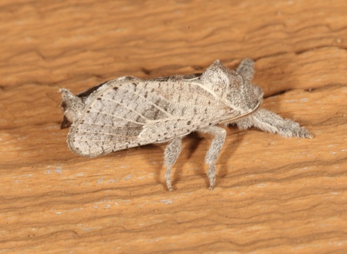 Anna Carpenterworm Moth photo 3