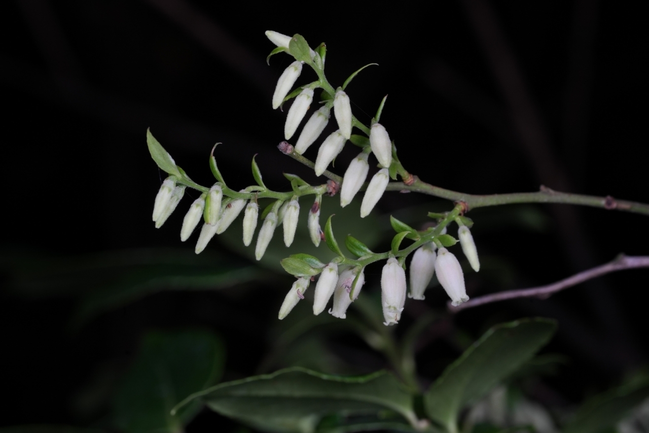 Vaccinium bracteatum