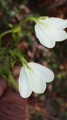 Ecbolium