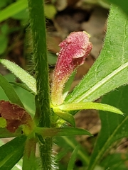 Triosteum