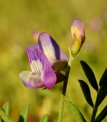 Astragalus nuttallianus micranthiformis