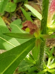 Triosteum