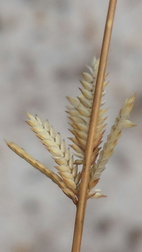 Eragrostis boinensis image