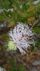 Dichrostachys