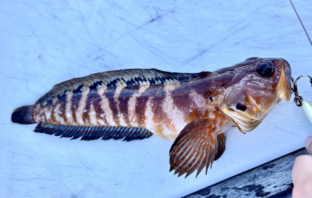 Alaskan ronquil (Bathymaster caeruleofasciatus) — Bathymasteridae