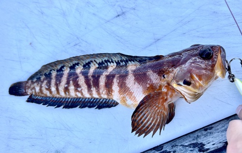 Alaskan ronquil (Bathymaster caeruleofasciatus) — Bathymasteridae