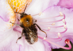 Bombus hypnorum