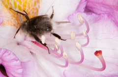Bombus hypnorum