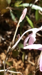 Rhinacanthus