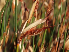 Willdenowia glomerata
