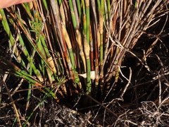 Willdenowia glomerata