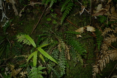 Blechnum membranaceum