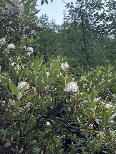 Spike rosebay (Rhododendron micranthum)