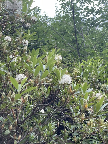 Rhododendron micranthum, photograph 2