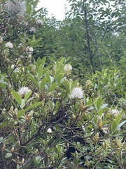 (c) Jane Charlen, some rights reserved (CC BY) Rhododendron micranthum, photograph (c) Jane Charlen, some rights reserved (CC BY)
