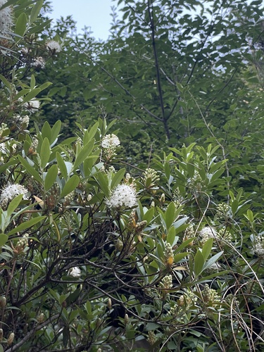 Rhododendron micranthum, photograph 3