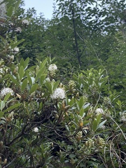 (c) Jane Charlen, some rights reserved (CC BY) Rhododendron micranthum, photograph (c) Jane Charlen, some rights reserved (CC BY)