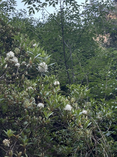 Rhododendron micranthum, photograph 4