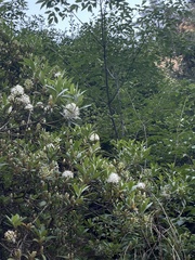 (c) Jane Charlen, some rights reserved (CC BY) Rhododendron micranthum, photograph (c) Jane Charlen, some rights reserved (CC BY)