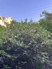 (c) Jane Charlen, some rights reserved (CC BY) Rhododendron micranthum, photograph (c) Jane Charlen, some rights reserved (CC BY)