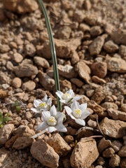 Muilla coronata